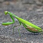 Mantis religiosa