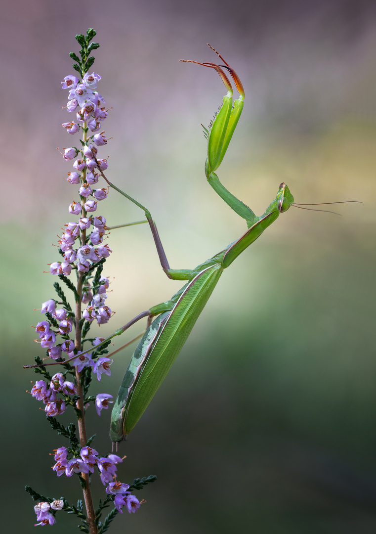 Mantis Religiosa 1 Kopie