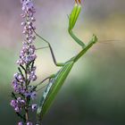 Mantis Religiosa 1 Kopie