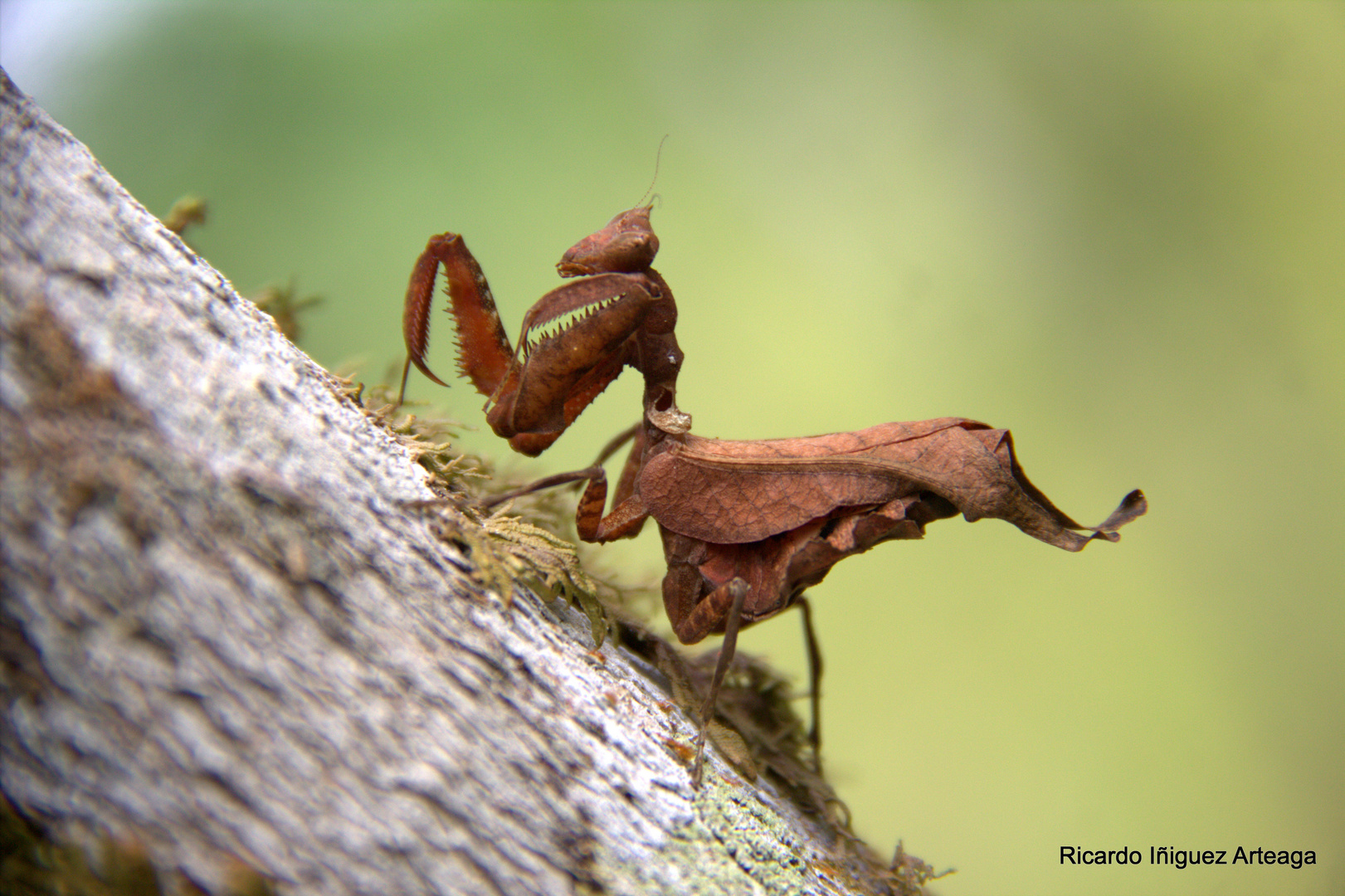 Mantis religiosa 