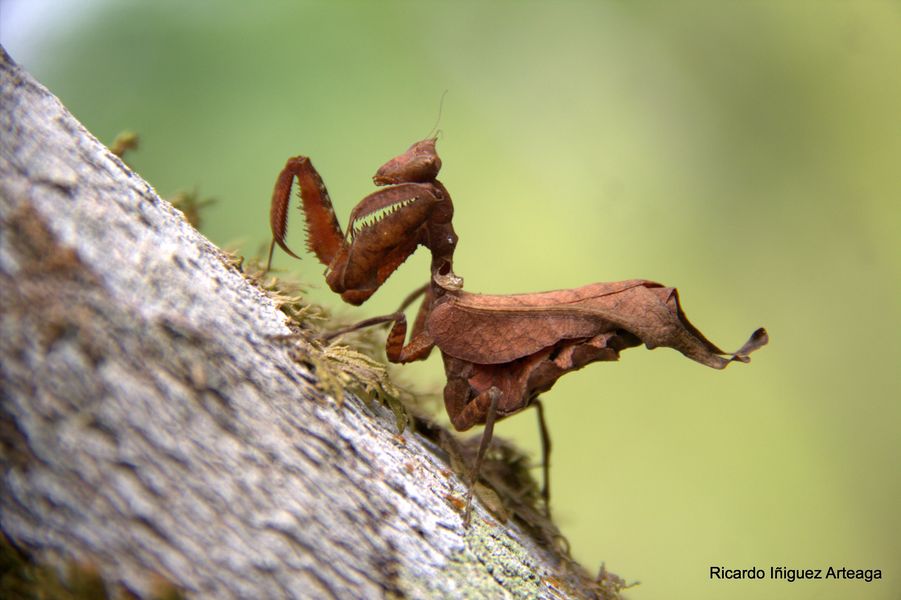 Mantis religiosa