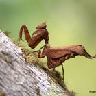 Mantis religiosa 