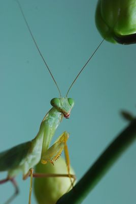 Mantis religiosa