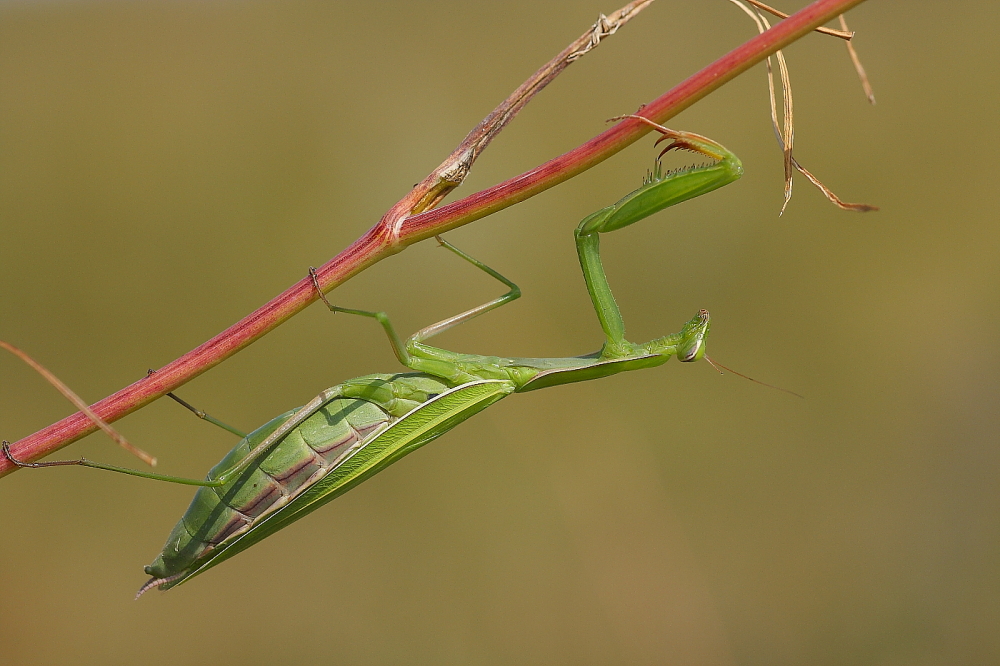 Mantis religiosa