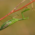 Mantis religiosa