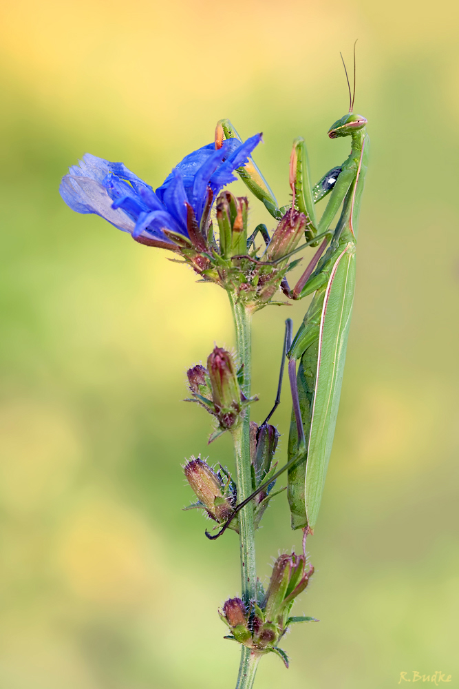 Mantis Religiosa