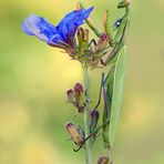 Mantis Religiosa