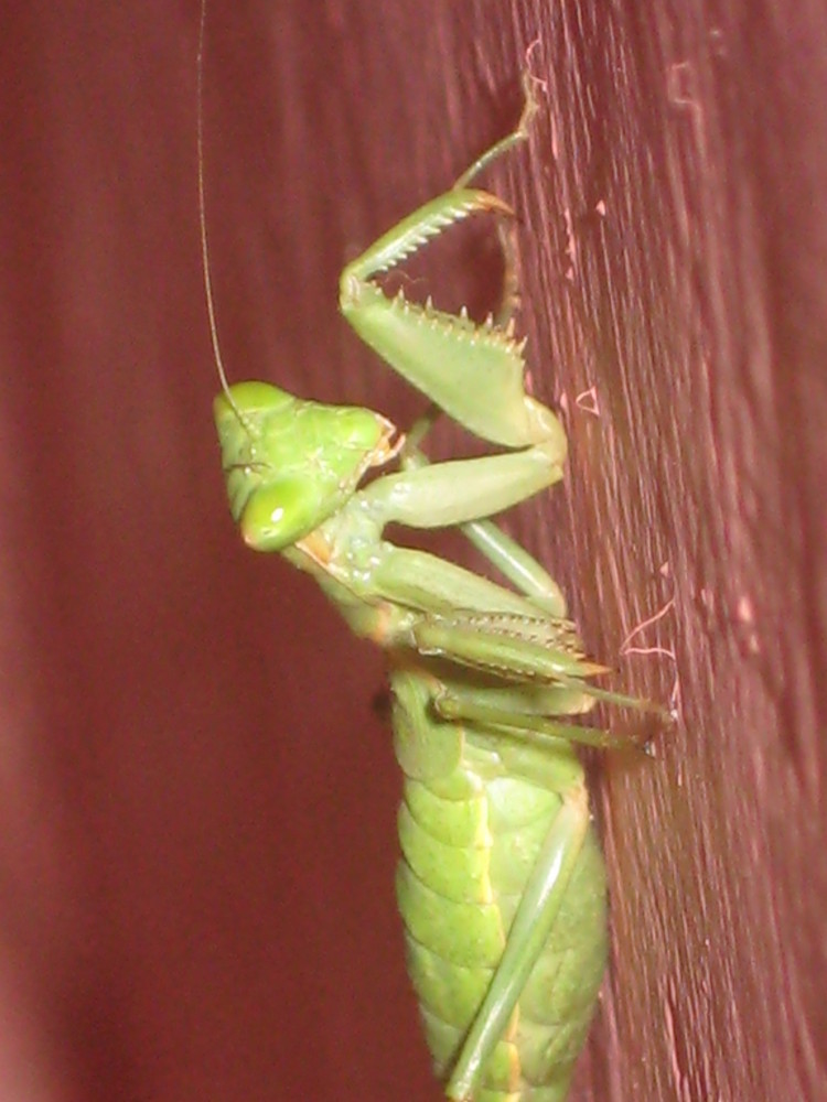 Mantis religiosa