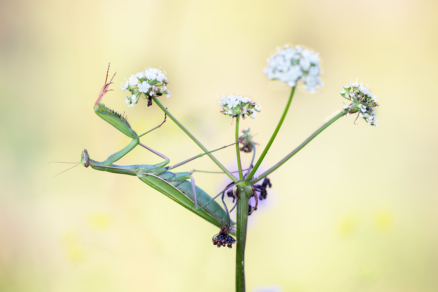 "mantis religiosa"