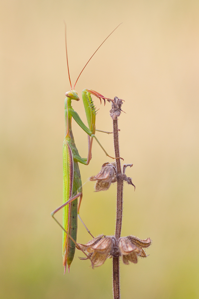 Mantis religiosa