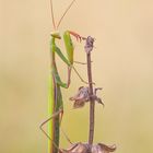 Mantis religiosa