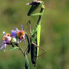 mantis religiosa