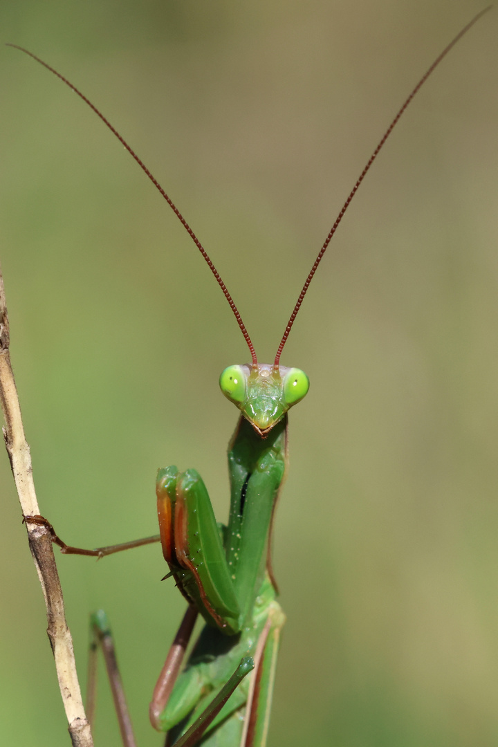 Mantis Religiosa