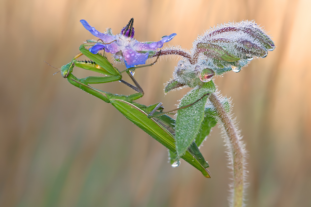 Mantis religiosa