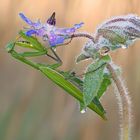 Mantis religiosa