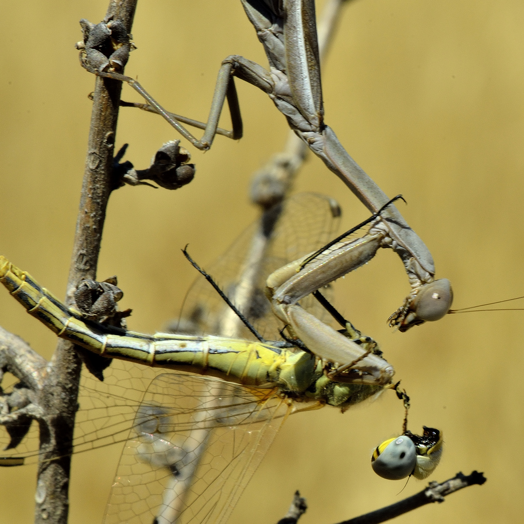 Mantis religiosa 2