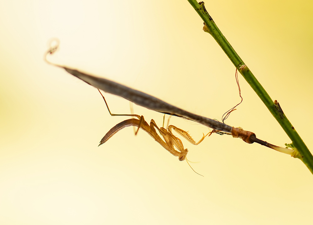 Mantis religiosa 2014