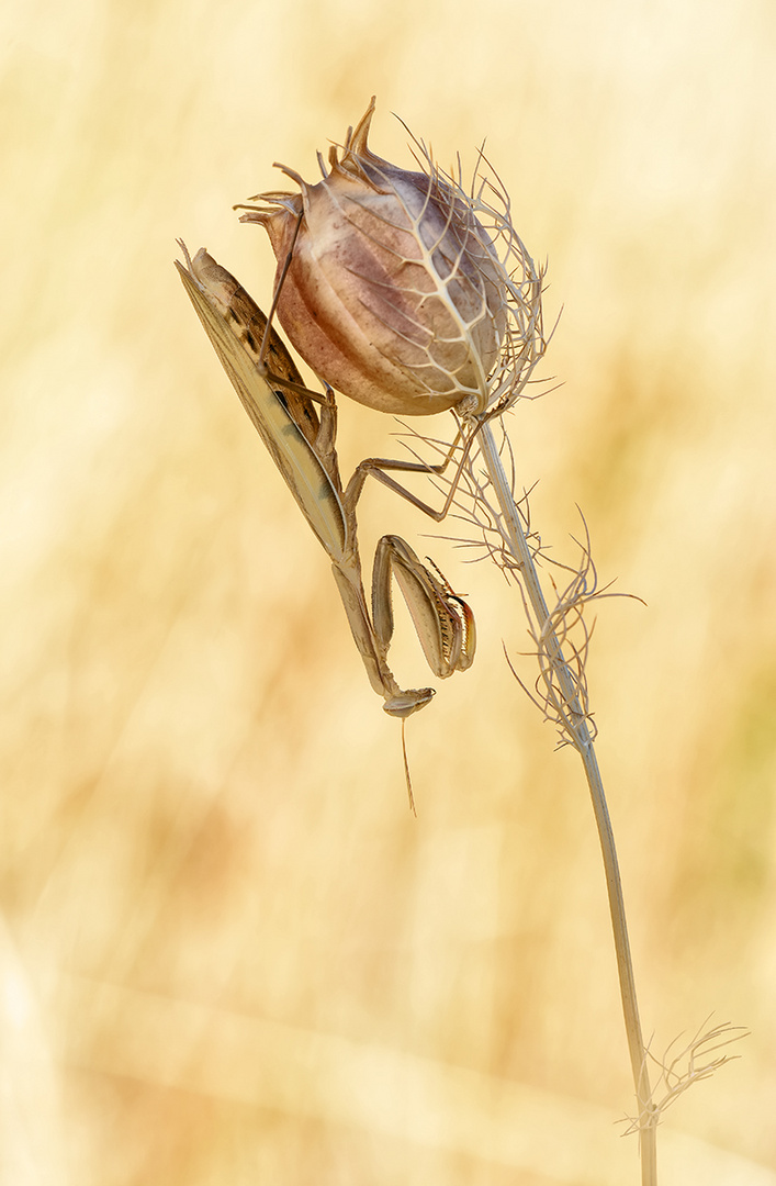 Mantis religiosa 2015