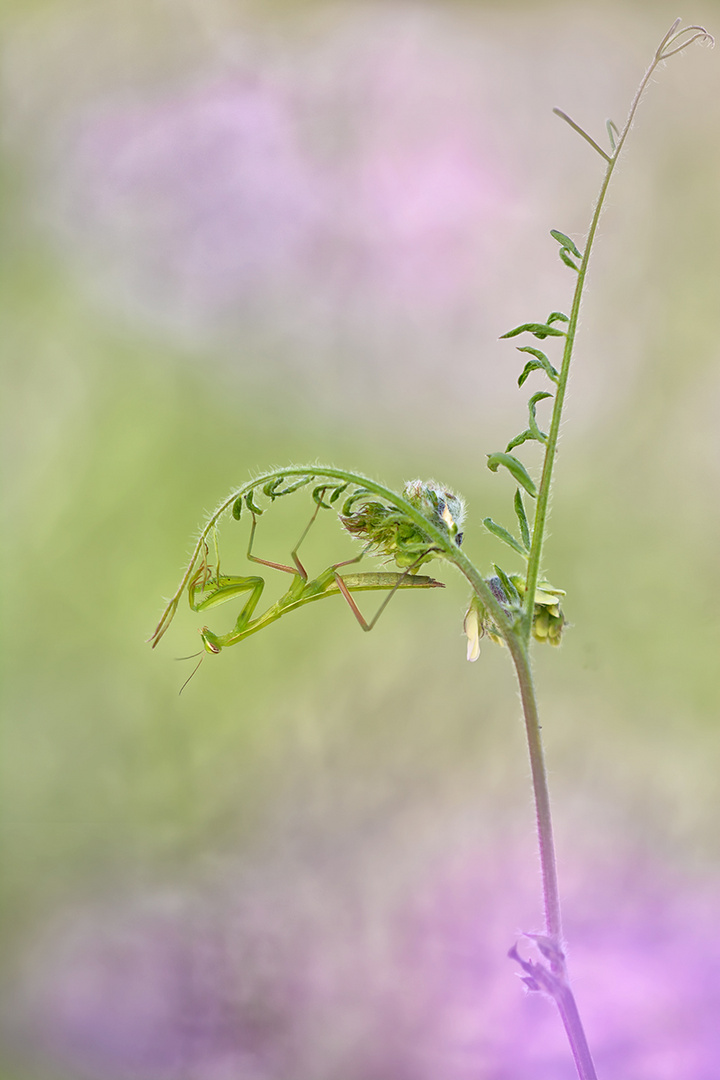 Mantis religiosa 2016