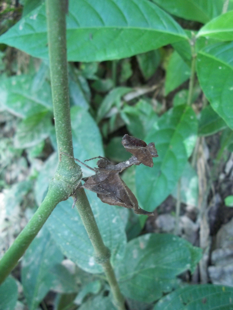 Mantis religiosa