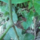 Mantis religiosa