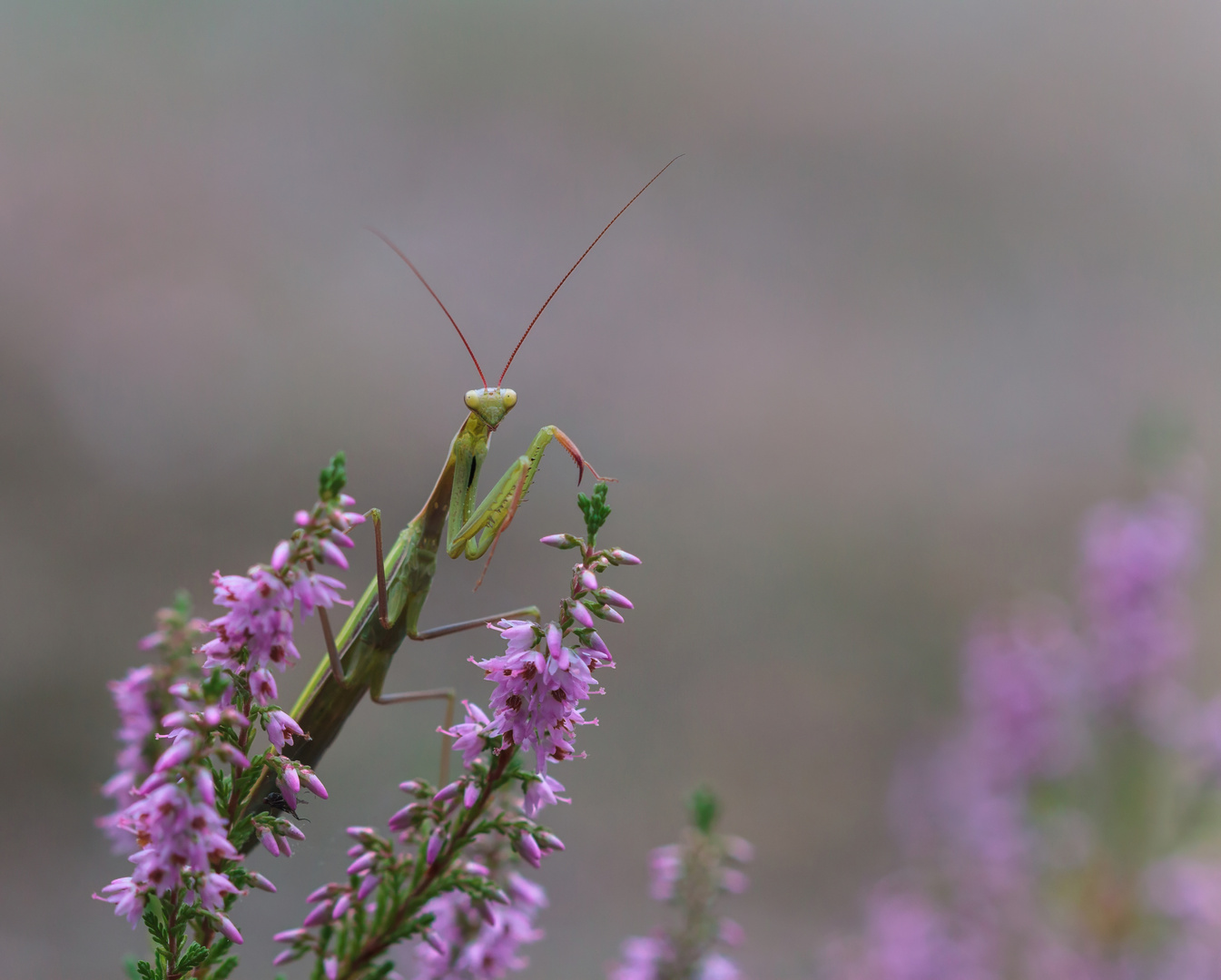 Mantis Religiosa