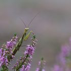 Mantis Religiosa