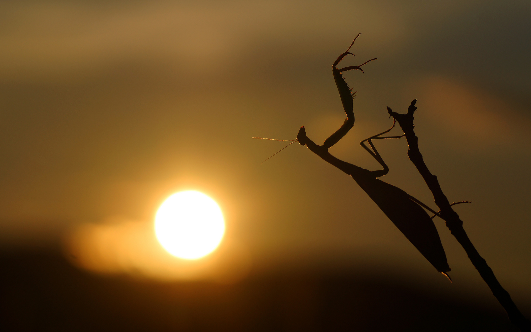 Mantis religiosa