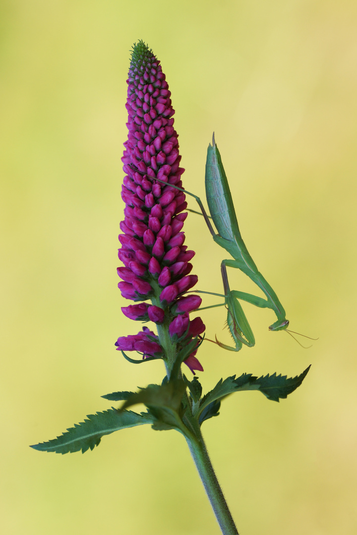 Mantis religiosa (22.6.2020 Kärnten)