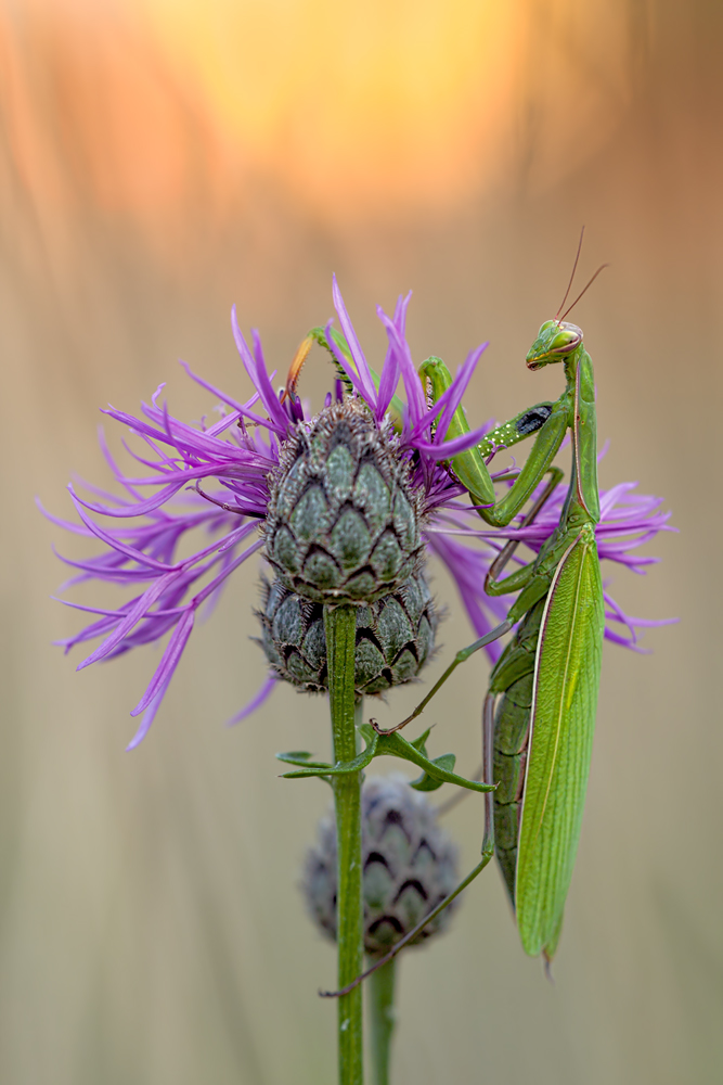 Mantis Religiosa