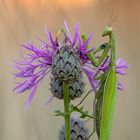 Mantis Religiosa