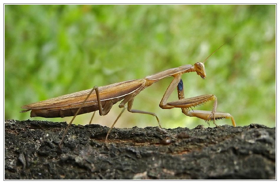 Mantis Religiosa