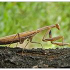 Mantis Religiosa