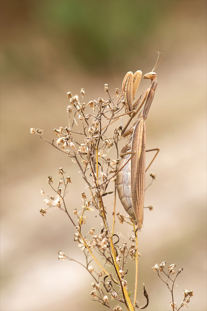 Mantis religiosa