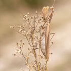 Mantis religiosa