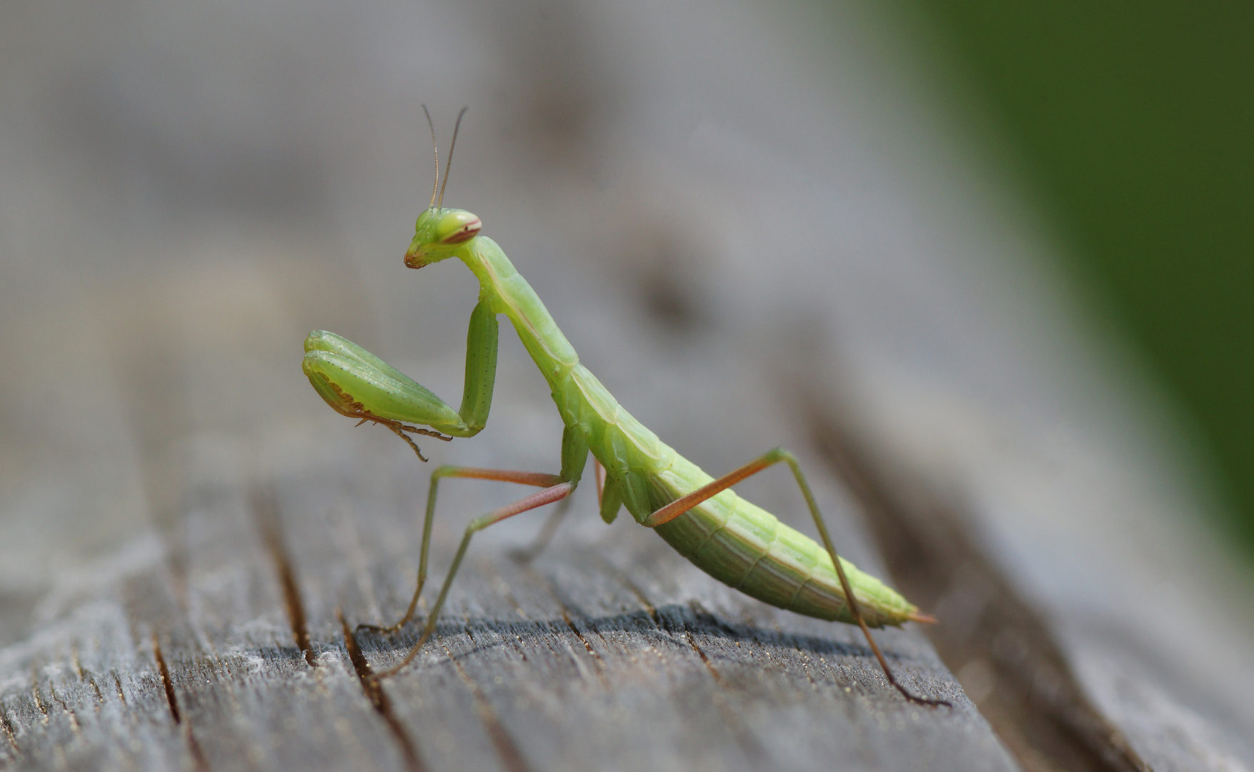 Mantis religiosa (24.5.2020 Kärnten)