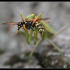 Mantis religiosa....