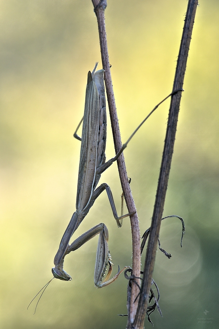 Mantis religiosa ...