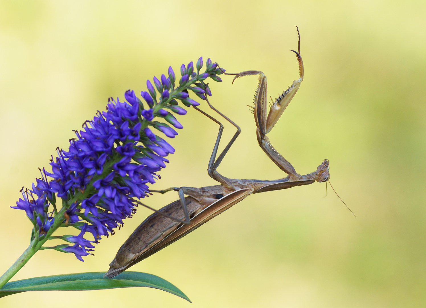 Mantis religiosa