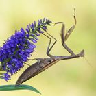 Mantis religiosa