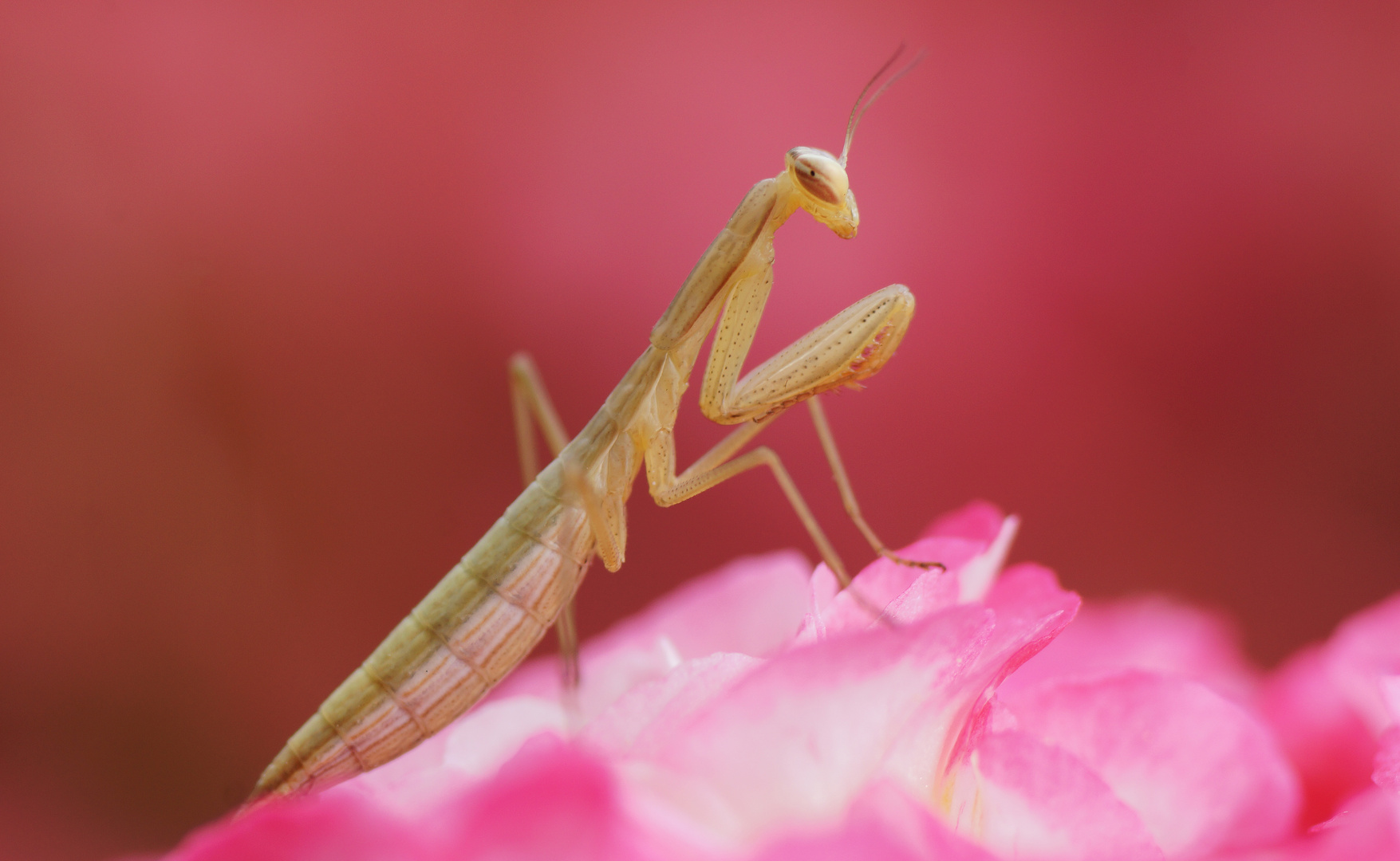 Mantis religiosa (25.5.2020 Kärnten)