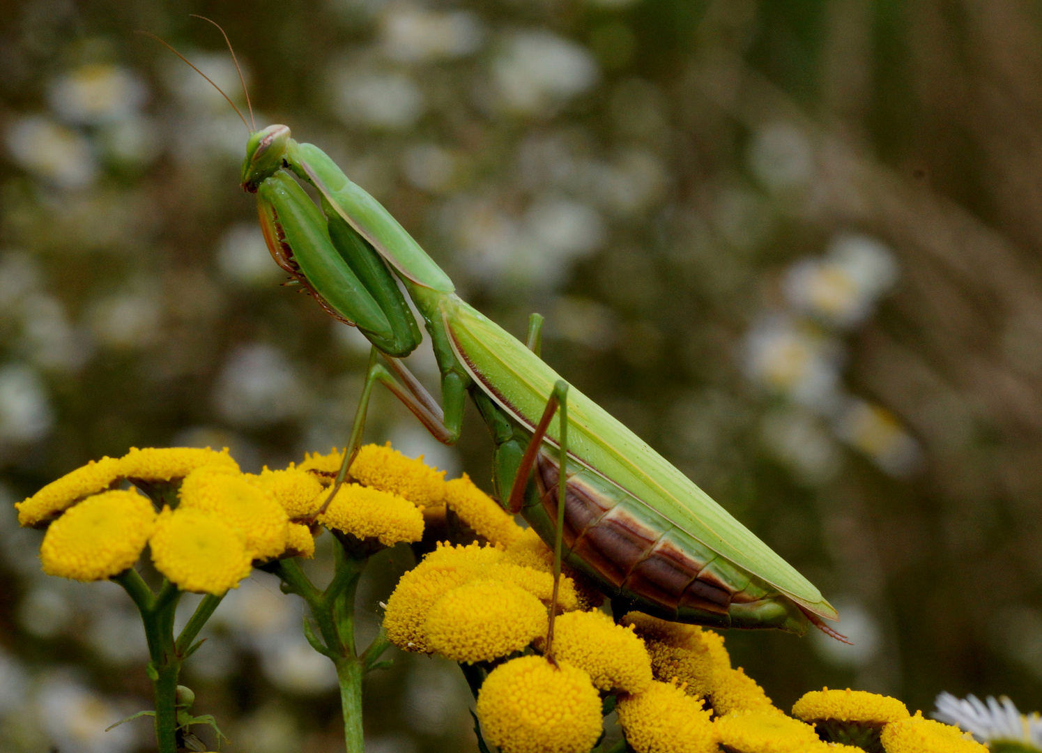 Mantis religiosa