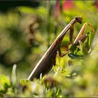 Mantis religiosa