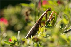 Mantis religiosa