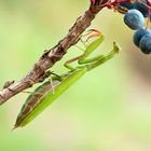 Mantis religiosa