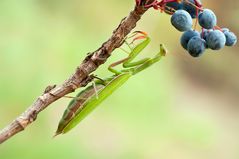 Mantis religiosa