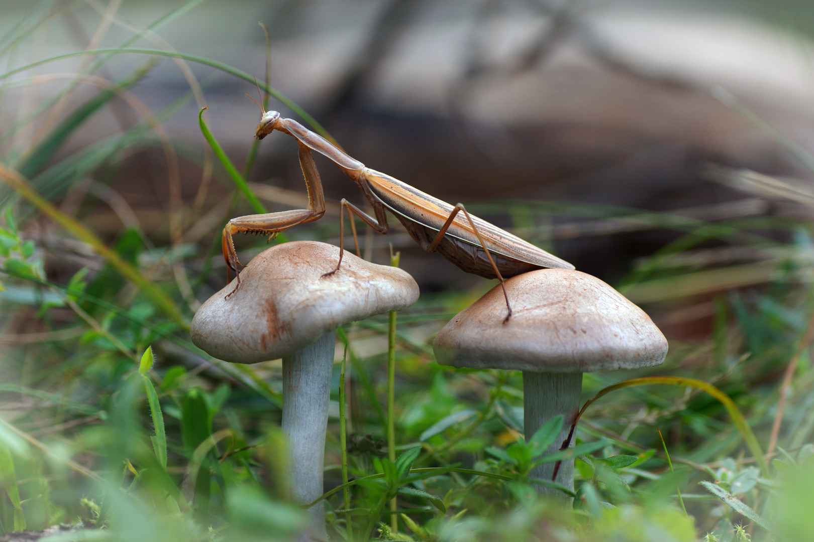 Mantis religiosa