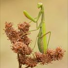 Mantis religiosa