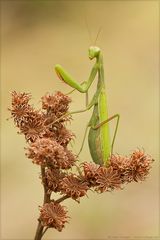 Mantis religiosa