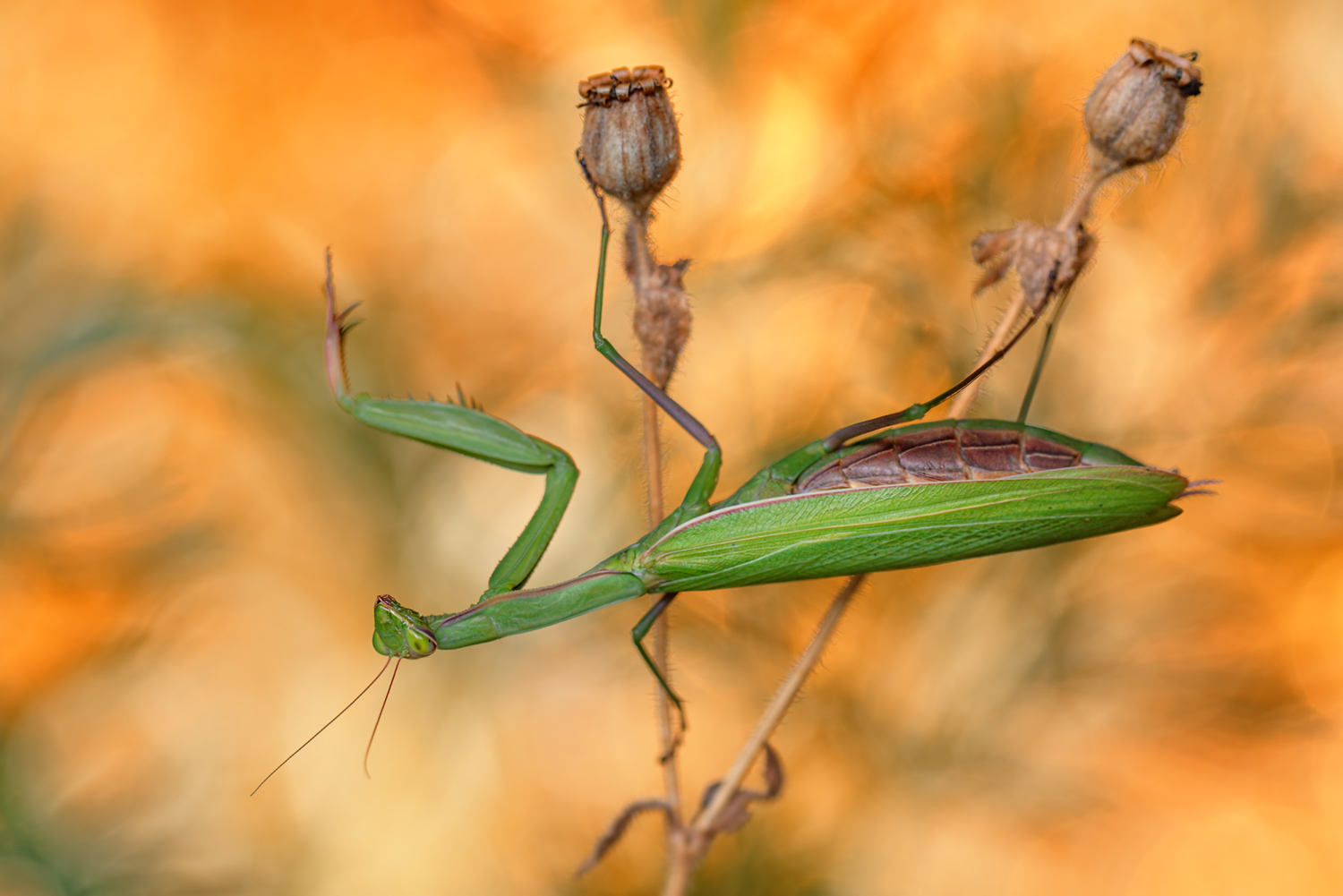 Mantis Religiosa 